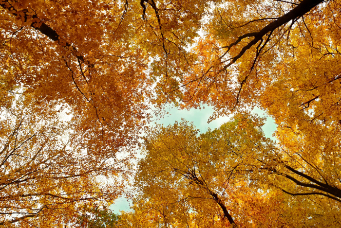 Herbstwald